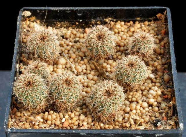 Frailea_cataphracta_1